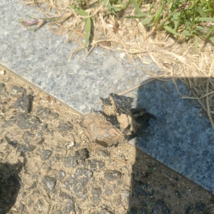 성남시.동네.쓰레기.플로깅